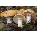 Мицелий Паутинника желтого / Паутинник триумфальный (Cortinarius triumphans) Мицелий Паутинника желтого / Паутинник триумфальный (Cortinarius triumphans)
